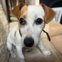 Photo of Missy
