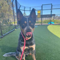 Photo of Hudson Imp 1329