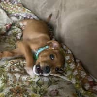 Photo of Cooper