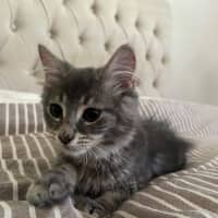 Photo of Star & Silver