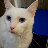 Photo of Mr Tony Now Tofu