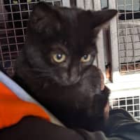 Photo of Mushroom Magee