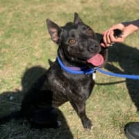 Photo of Miss Bambi (4286)