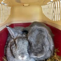 Photo of Juniper / Melon