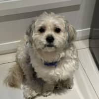 Photo of Huey 💙🐕