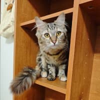 Photo of Mocha