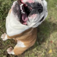 Photo of Dixie