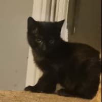 Photo of Mouse