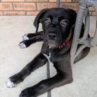 Photo of Noir   14 Week Old Labrador X French Mastiff