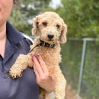 Photo of Little Ted