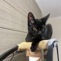 Photo of Gomez   Located In Pakenham