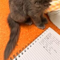 Photo of Saffron
