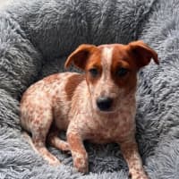 Photo of Chip