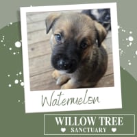 Photo of Watermelon 