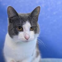 Photo of Pickle