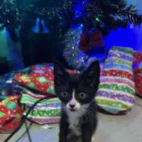 Photo of Gizmo