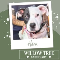 Photo of Hera