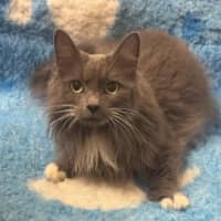 Photo of Puss In Boots