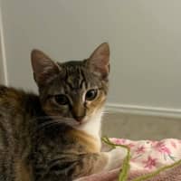 Photo of Maple