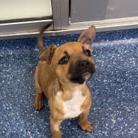 Photo of Tilly