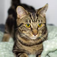 Photo of Thor