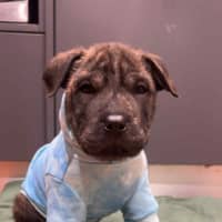 Photo of Potato   9 Week Old Shar Pei X Staffy 