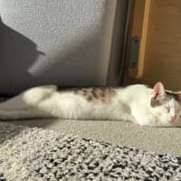 Photo of Solitaire