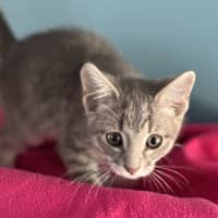 Photo of Plum