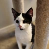Photo of Oscar   4 Month Old Domestic Medium Hair