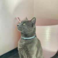 Photo of Memphis (9183)