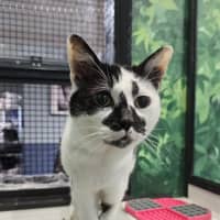 Photo of Muffin Face 