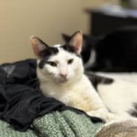 Photo of Gizmo   1 Year Old Domestic Short Hair (On Trial)