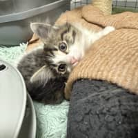 Photo of Clawdia Shriek