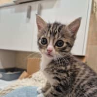 Photo of Camp Chair (Cc)