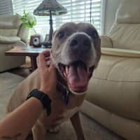 Photo of Bonnie   7 Year Old Ridgeback X