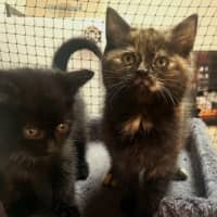 Photo of 🖤🧡 Stormy 🖤🧡