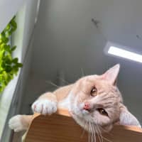 Photo of 🥞 Rupert 5644 🥞