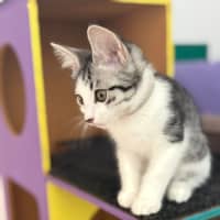 Photo of Lily