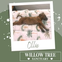 Photo of Ollie