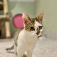 Photo of Squeak Junior