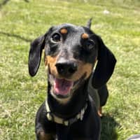 Photo of Diesel