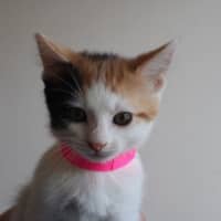 Photo of Moo