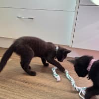 Photo of Seed * 9 Lives Project Rescue*