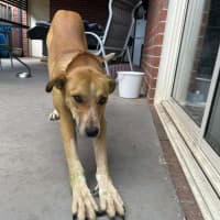 Photo of Banjo Kazooie