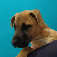Photo of Freya   5 Month Old Staffy X