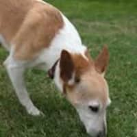 Photo of Ru Ru   9 Year Old Tenterfield Terrier