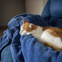 Photo of Nelson