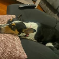 Photo of Pepsi (Was Audrey)