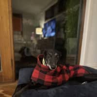 Photo of Swifty