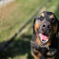 Photo of Chase